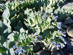 Oysterleaf