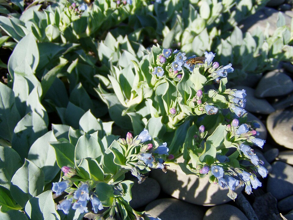 Oysterleaf