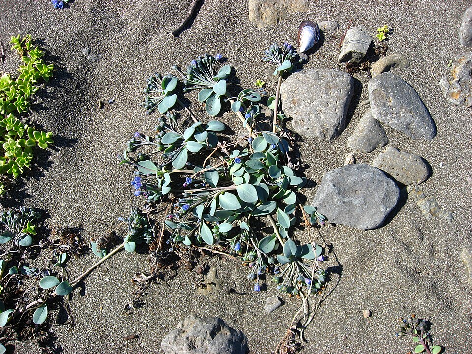 Oysterleaf photo 6