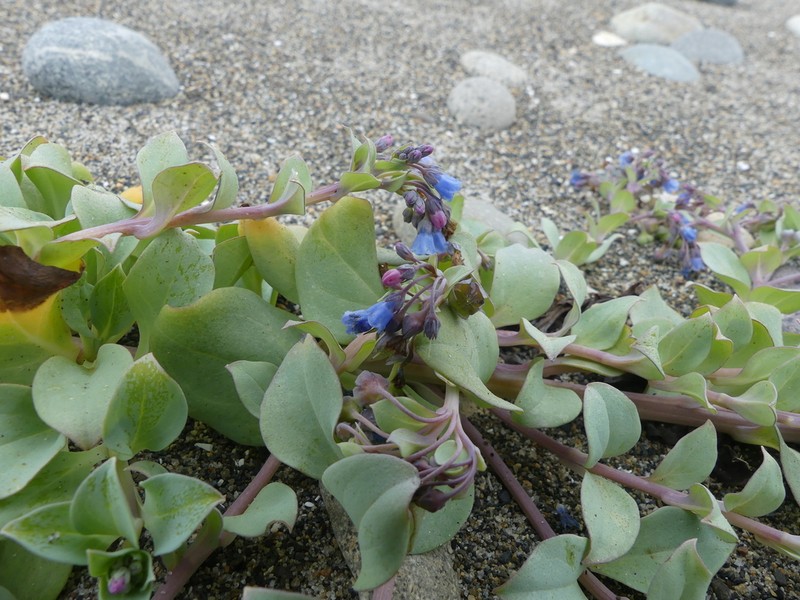Oysterleaf photo 4