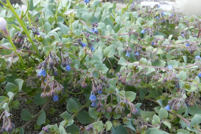 Oysterleaf photo 5