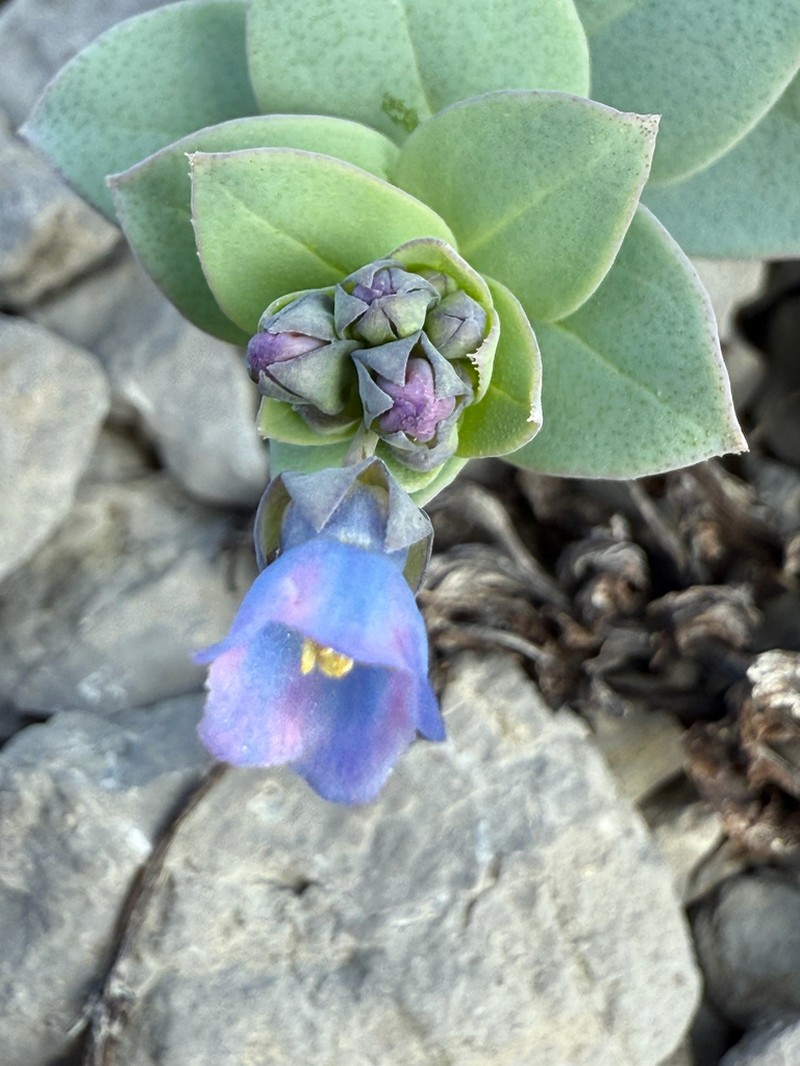 Oysterleaf photo 6
