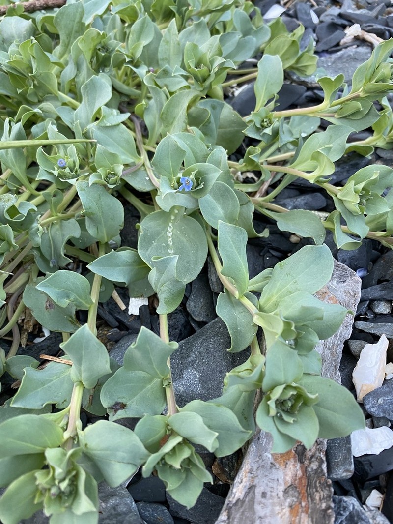 Oysterleaf photo 7