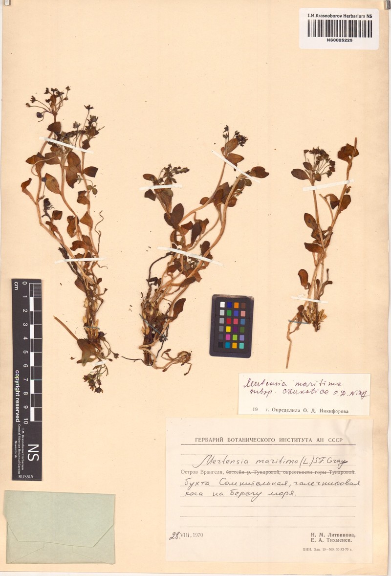 Mertensia maritima subsp. czukotica