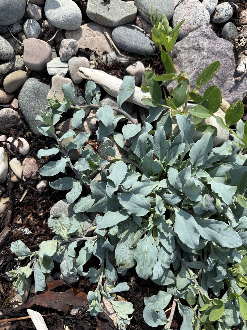 Mertensia maritima subsp. maritima
