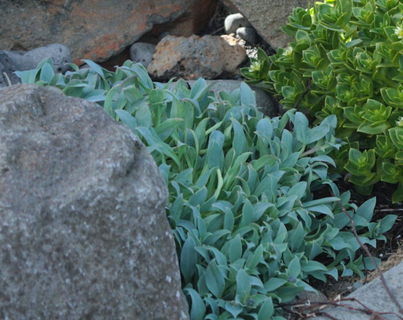 Mertensia maritima subsp. maritima photo 2