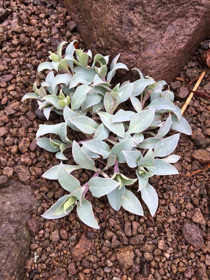 Mertensia maritima subsp. maritima photo 3