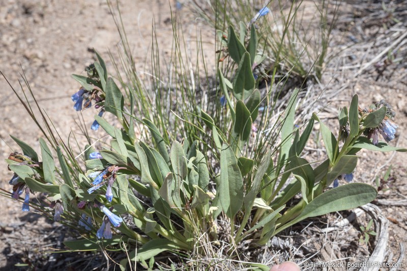Mertensia nevadensis