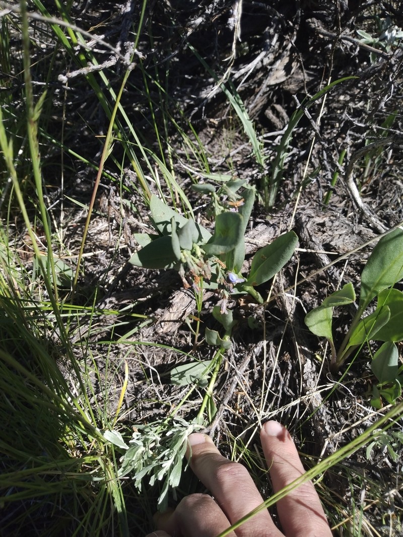 Mertensia nevadensis photo 2