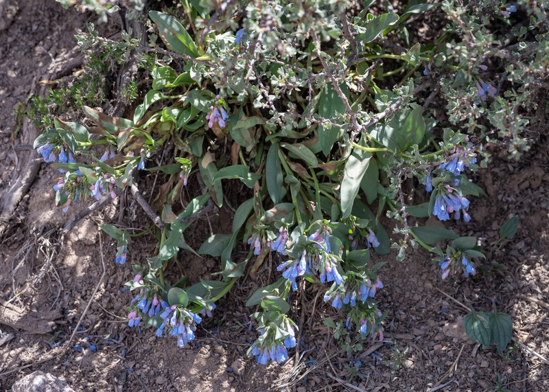 Mertensia nevadensis photo 3