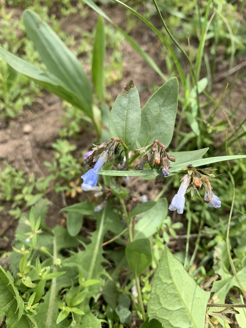 Mertensia nevadensis photo 4