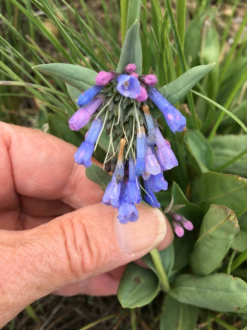 Mertensia nevadensis photo 5