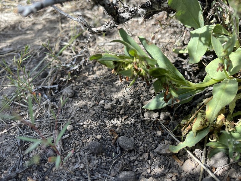 Mertensia nevadensis photo 6