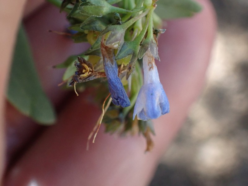 Mertensia nevadensis photo 7