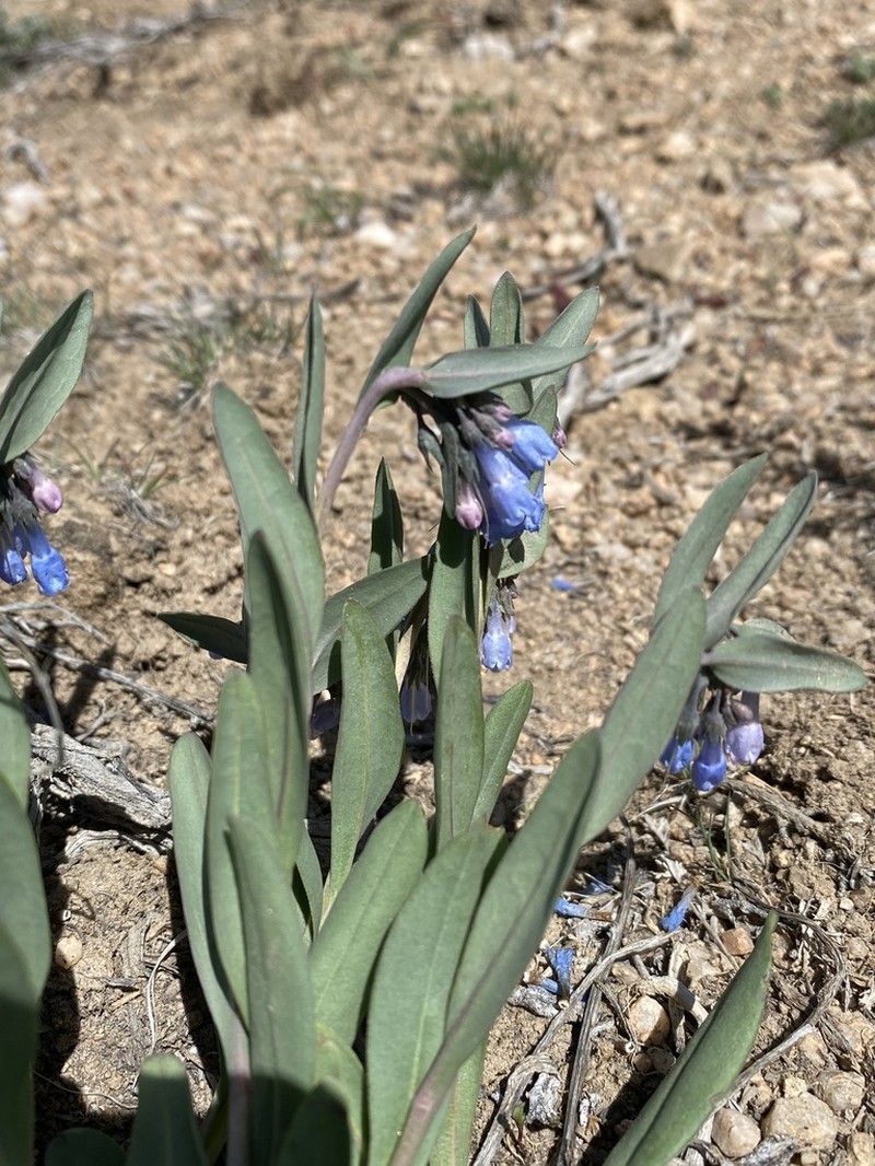 Mertensia nevadensis photo 8