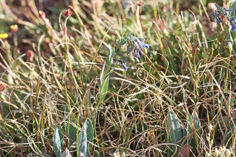 Mertensia nivalis