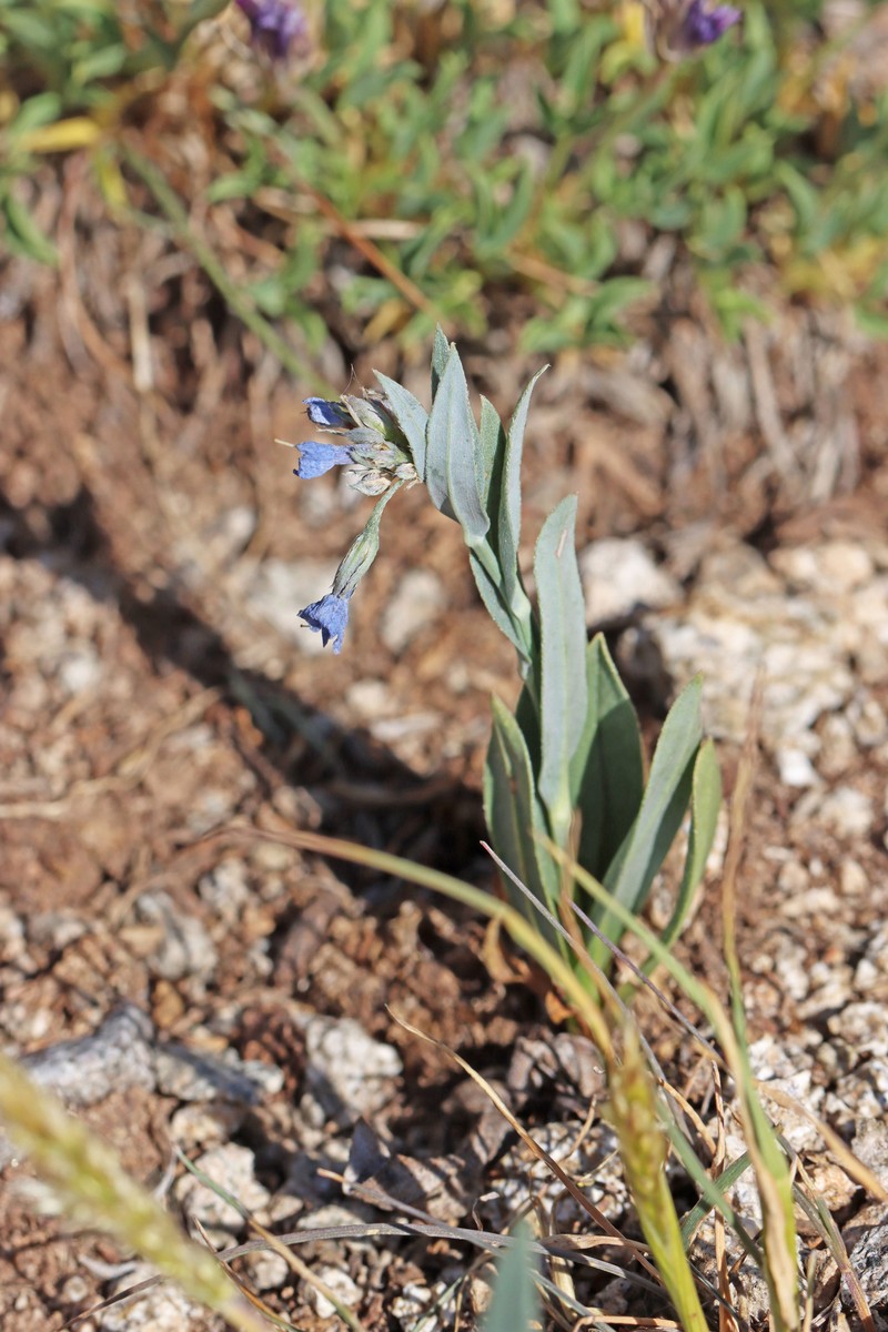 Mertensia nivalis photo 4