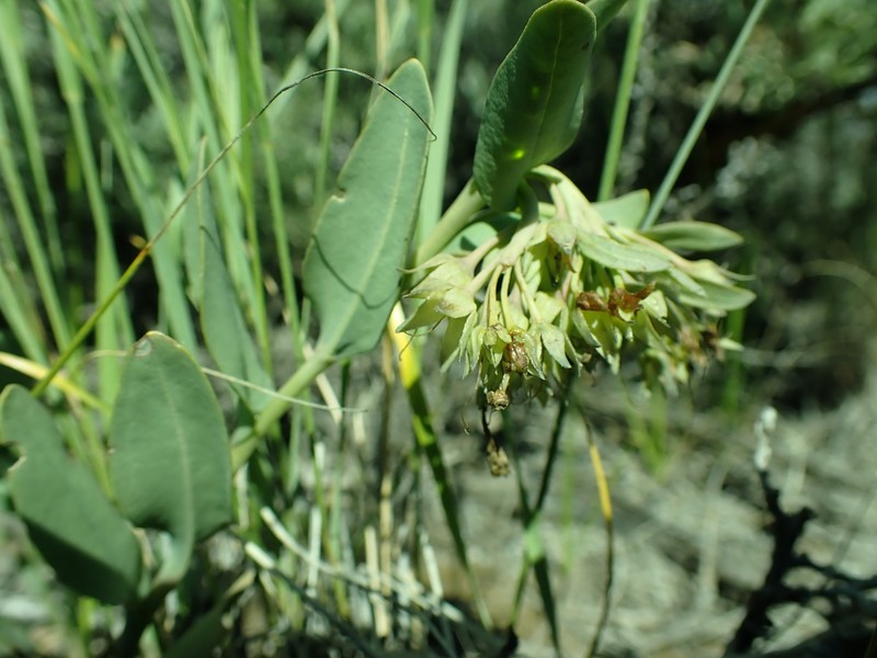Oblongleaf Bluebells photo 2