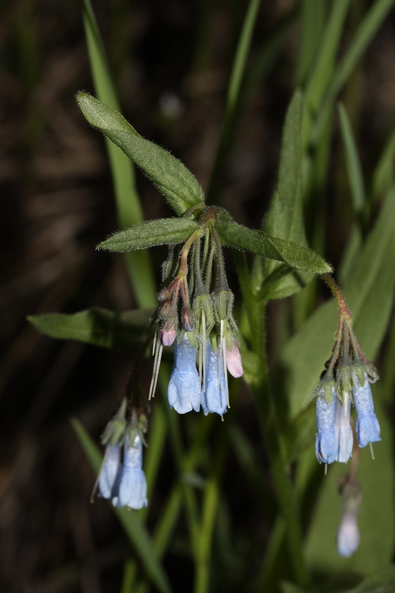Oblongleaf Bluebells photo 3