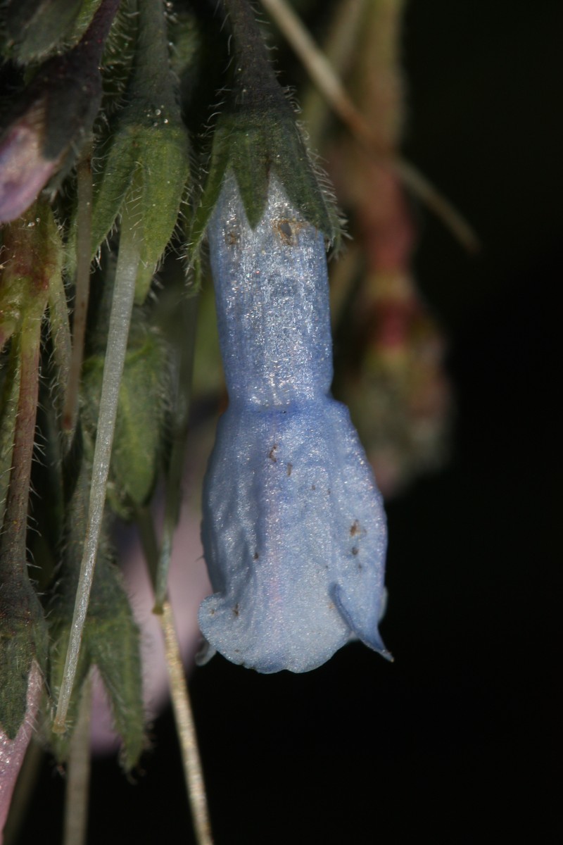 Oblongleaf Bluebells photo 4