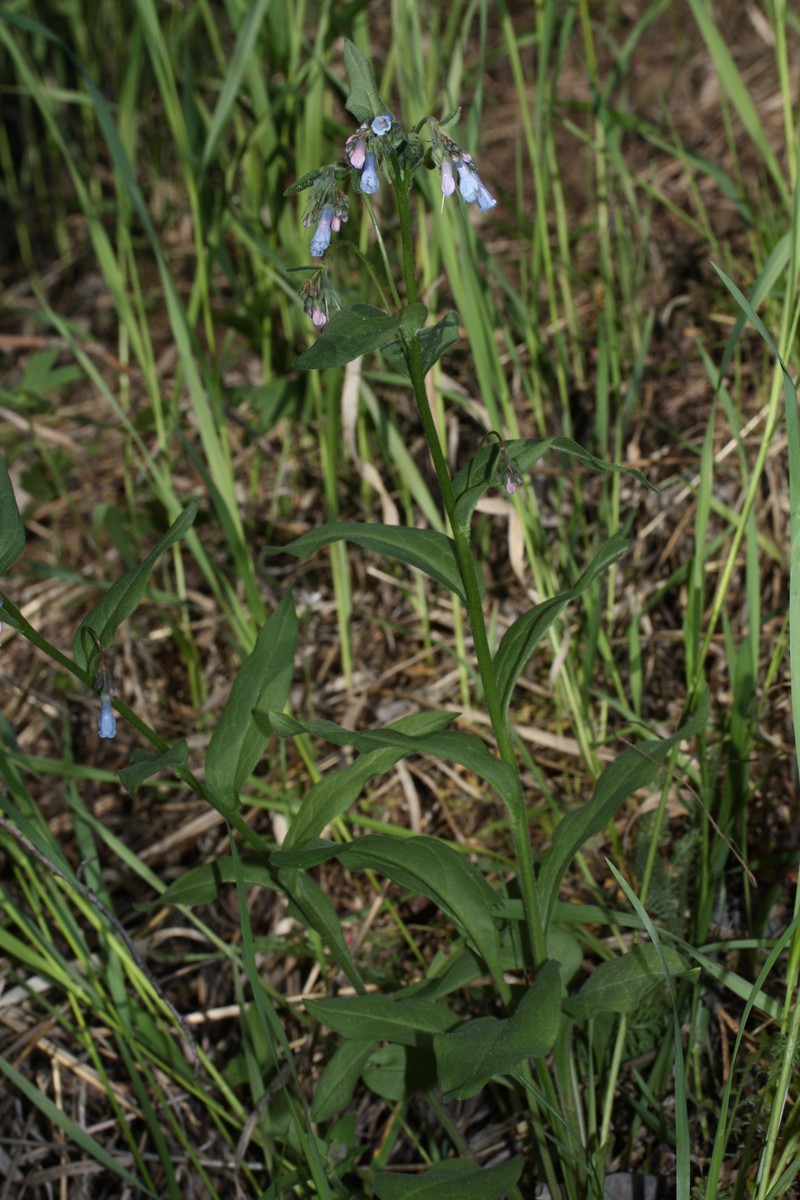 Oblongleaf Bluebells photo 5