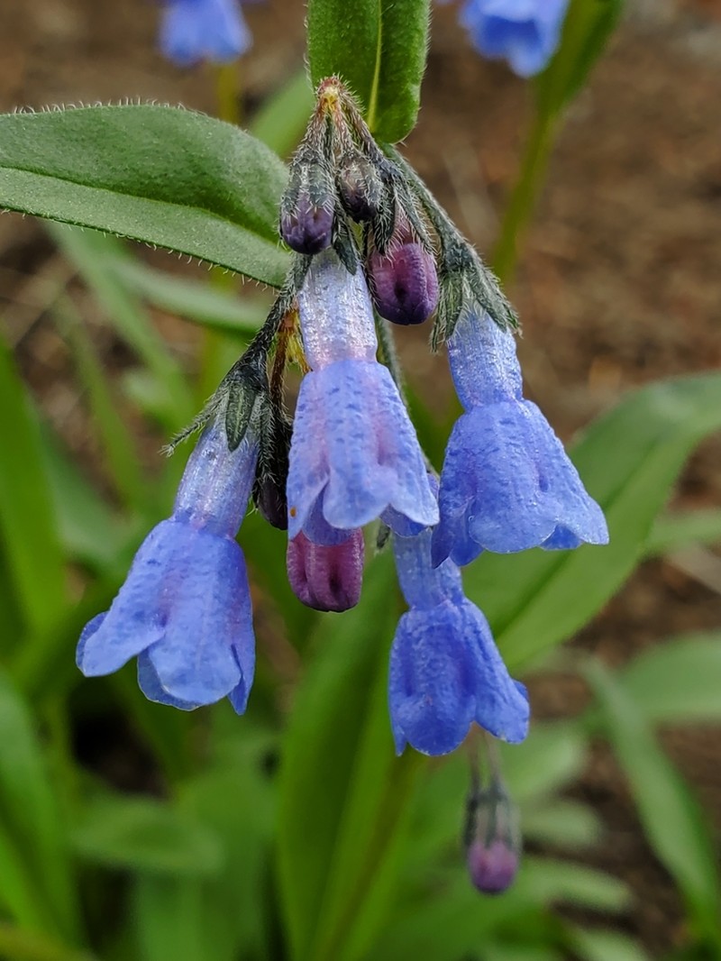 Oblongleaf Bluebells photo 2