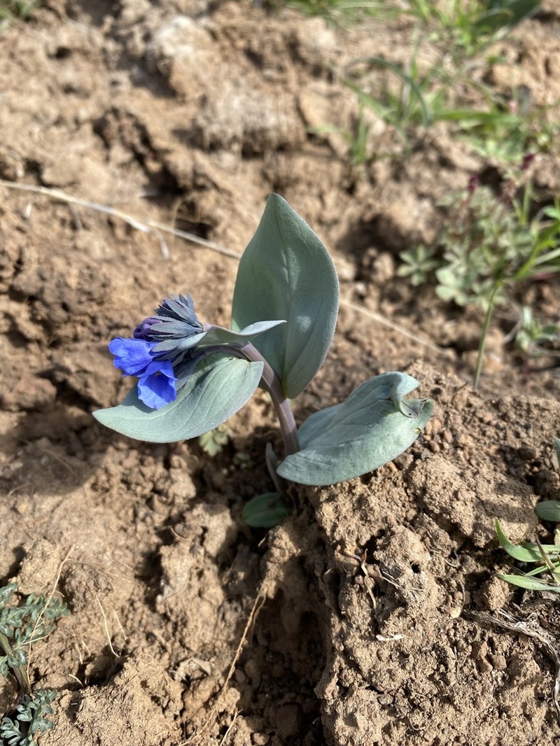 Oblongleaf Bluebells photo 4