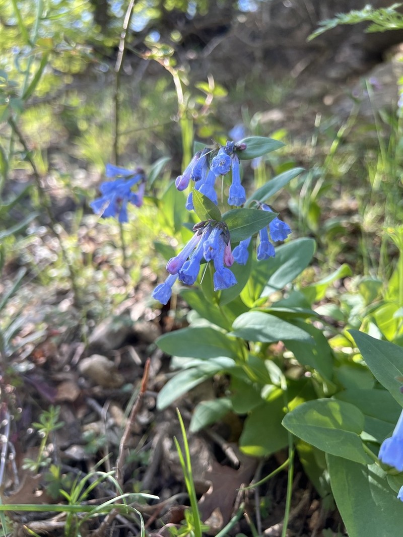 Oblongleaf Bluebells photo 5