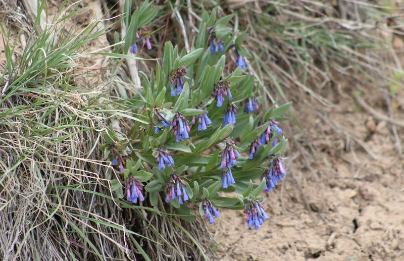 Oblongleaf Bluebells photo 6