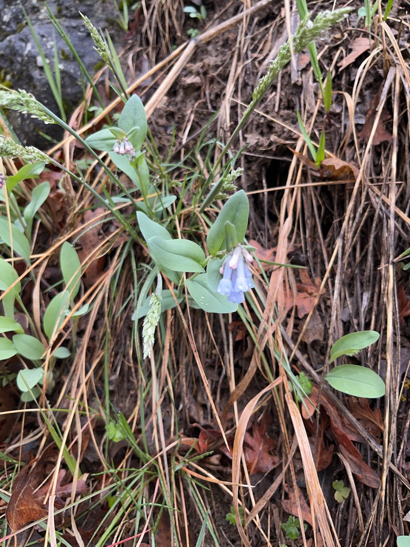 Oblongleaf Bluebells photo 7