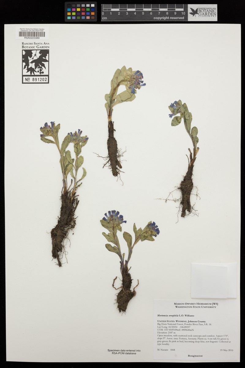 Mertensia oreophila