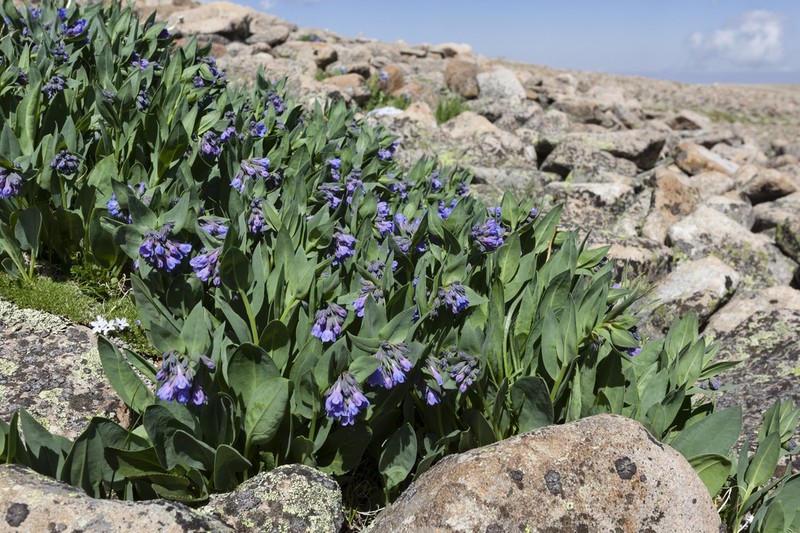 Mertensia ovata