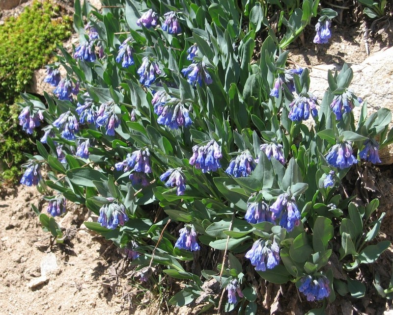 Mertensia ovata photo 2