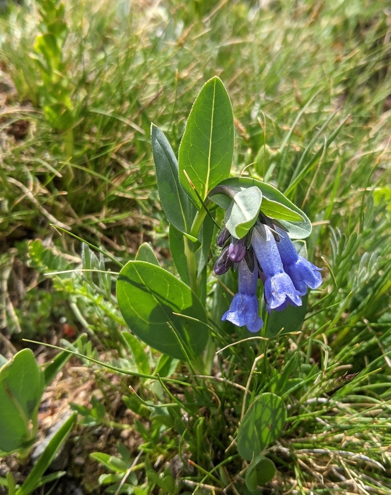 Mertensia ovata photo 3