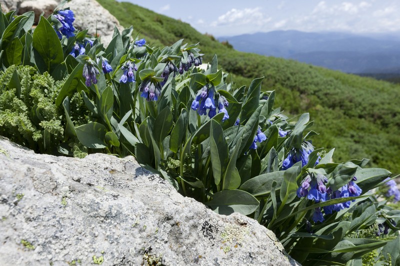 Mertensia ovata photo 4