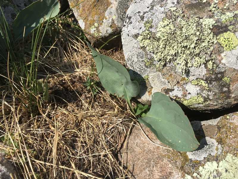 Mertensia ovata photo 5