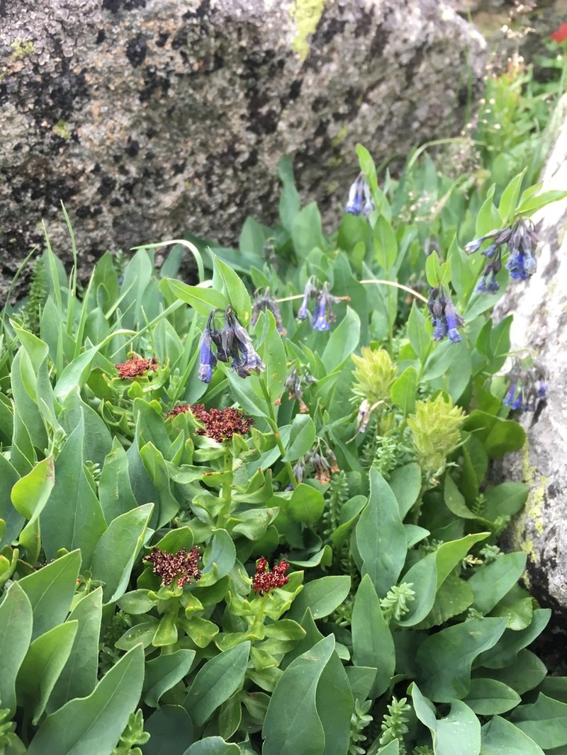 Mertensia ovata photo 6