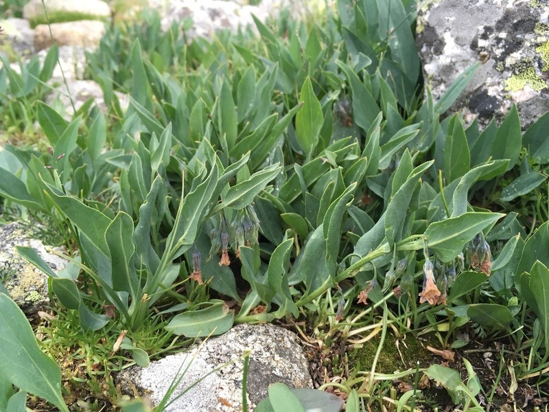 Mertensia ovata photo 8