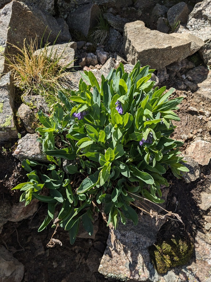 Mertensia ovata var. caelestina