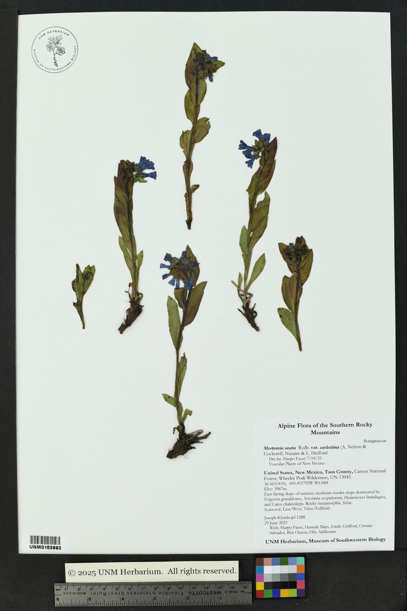 Mertensia ovata var. caelestina photo 2