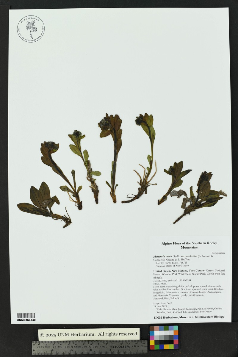 Mertensia ovata var. caelestina photo 3