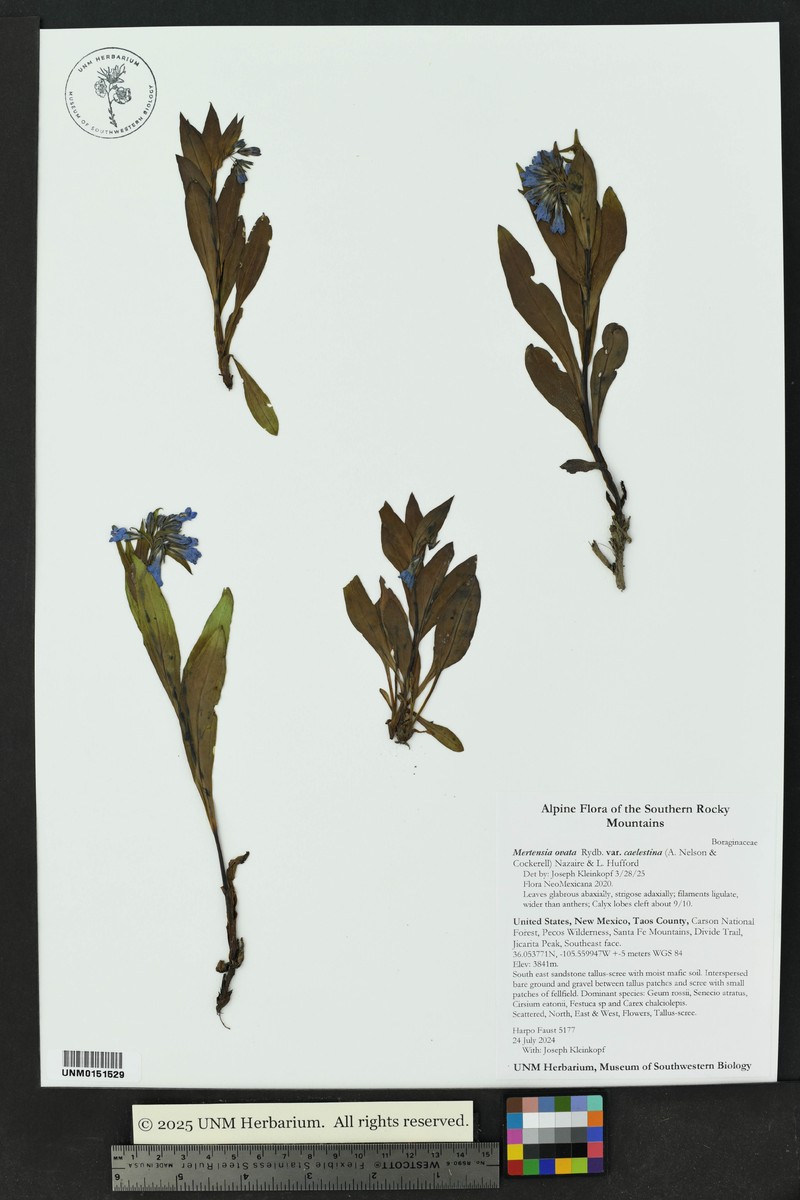 Mertensia ovata var. caelestina photo 4