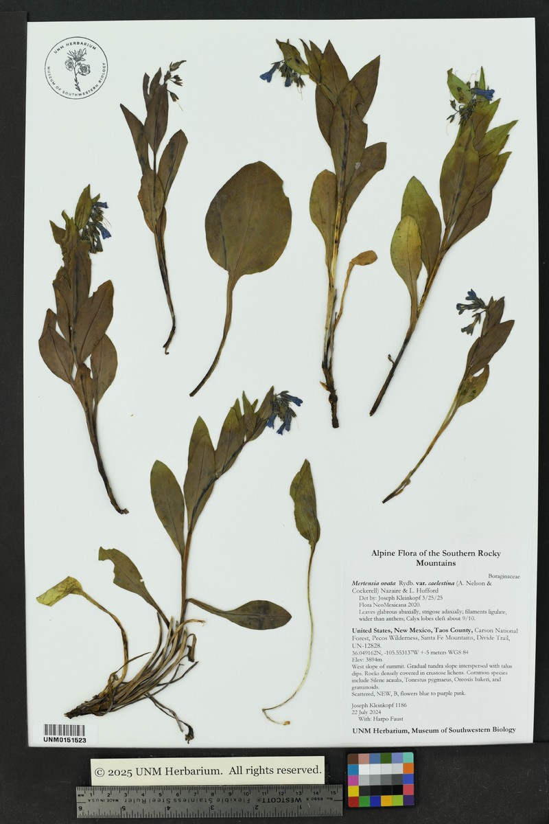 Mertensia ovata var. caelestina photo 5