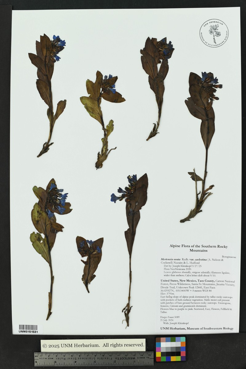 Mertensia ovata var. caelestina photo 6