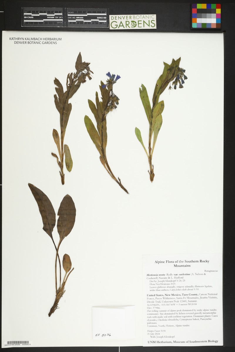 Mertensia ovata var. caelestina photo 8