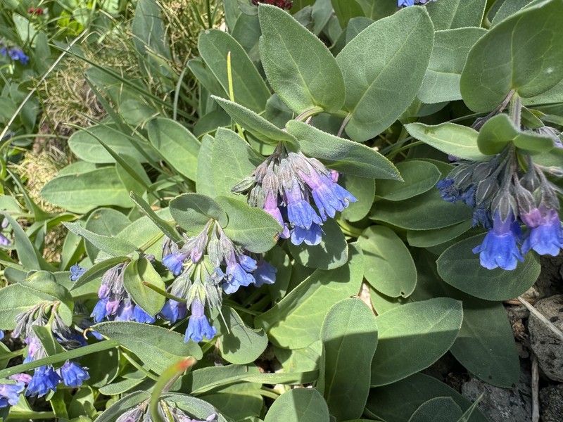 Mertensia ovata var. ovata