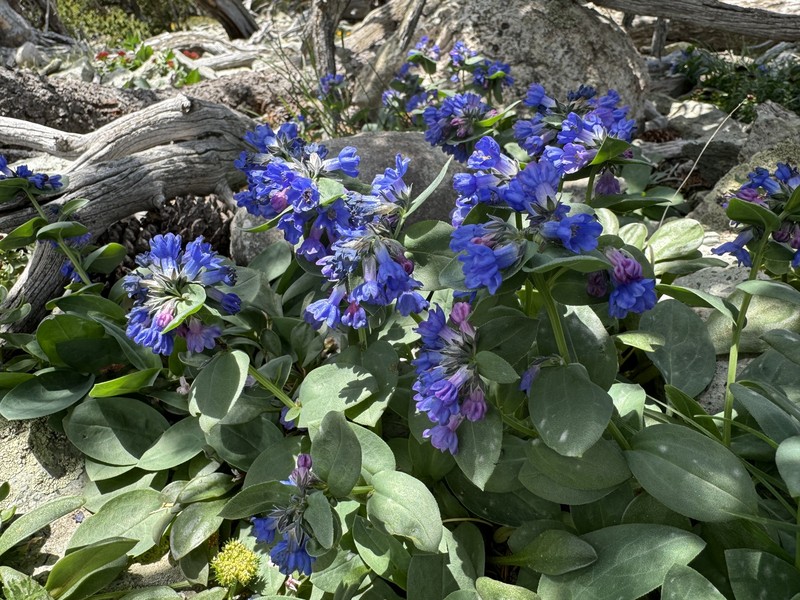 Mertensia ovata var. ovata photo 2