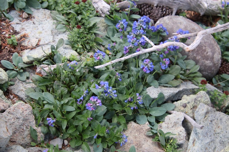 Mertensia ovata var. ovata photo 3