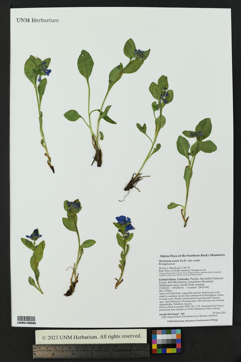 Mertensia ovata var. ovata photo 5