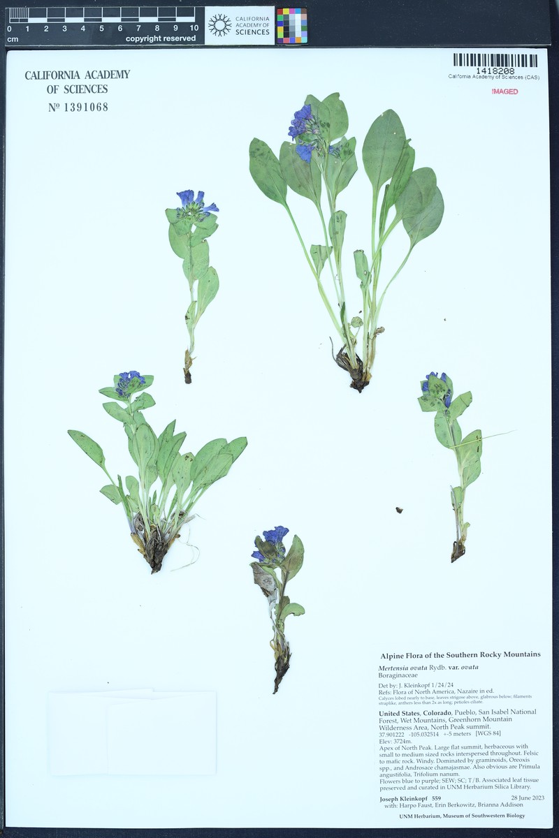 Mertensia ovata var. ovata photo 6